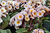 PRIMULA ELATIOR GOLD NUGGET F1 PINK