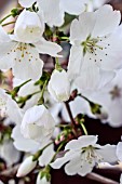 PRUNUS INCISA THE BRIDE