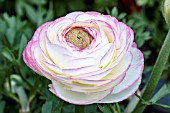 RANUNCULUS MAGIC PICOTEE