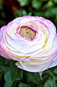 RANUNCULUS MAGIC PICOTEE