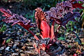 RHEUM PALMATUM ATROSANGUIMEUM