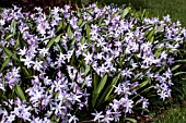 SCILLA PINK GIANT