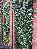 TRACHELOSPERMUM JASMINOIDES
