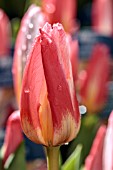 TULIPA JOHANN STRAUSS