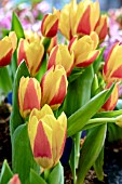 TULIPA STRESA