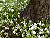 ORNITHOGALUM COLLINUM (STAR OF BETHLEHEM)