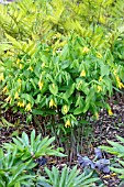 UVULARIA GRANDIFLORA