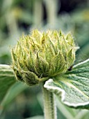 PHLOMIS FRUTICOSA