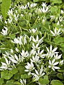 ORNITHOGALUM COLLINUM (STAR OF BETHLEHEM)