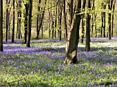 BLUEBELL WOOD (HYACINTHOIDES NON SCRIPTA)