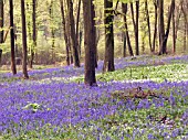 BLUEBELL WOOD (HYACINTHOIDES NON SCRIPTA)