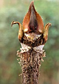 BUD DETAIL OF HYDRANGEA ASPERA