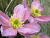 CLEMATIS MONTANA TETRAROSE