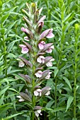 ACANTHUS DIOSCORIDIS