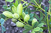 BAPTISIA AUSTRALIS