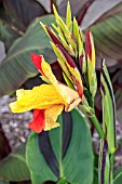 CANNA CLEOPATRA