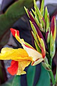 CANNA CLEOPATRA