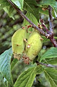 CHIMONANTHUS PRAECOX