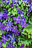 CLEMATIS RHAPSODY