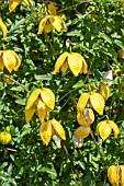 CLEMATIS TANGUTICA