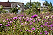 COMMON KNAPWEED