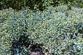 CRAMBE MARITIMA