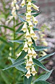 DIGITALIS FLASHING SPIRES