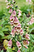 DIGITALIS POLKADOT PETRA