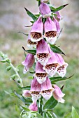 DIGITALIS POLKADOT PETRA