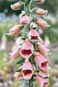 DIGITALIS POLKADOT POLLY