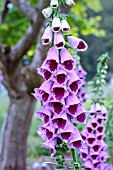 DIGITALIS SUGAR PLUM