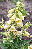 DIGITALIS TINKERBELL