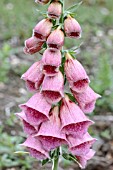 DIGITALIS X MERTONENSIS