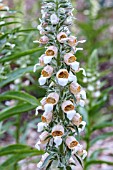 DIGITALIS TROJANA