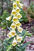 DIGITALIS LARGE YELLOW