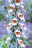 DIGITALIS LANTANA