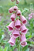 DIGITALIS X MERTONENSIS