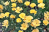 ESCHSCHOLZIA CALIFORNICA BUTTER BUSH