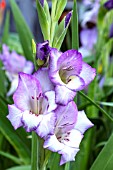 GLADIOLUS GLAMINI LUCA