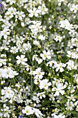 GYPSOPHILA ELEGANS COVENT GRADEN