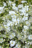 GYPSOPHILA ELEGANS COVENT GRADEN