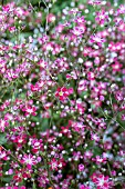 GYPSOPHILA ELEGANS KERMESINA