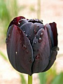 TULIPA QUEEN OF THE NIGHT