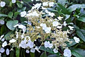 HYDRANGEA SEESMANNII