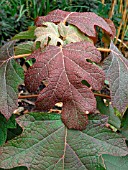 HYDRANGEA QUERCIFOLIA