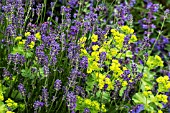 LAVANDULA ANGUSTIFOLIA HIDCOTE & ALCHEMILLA MOLLIS,