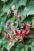 LILIUM MARTAGON ARABIAN KNIGHT