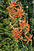 LILIUM MARTAGON HYBRID MARMALADE