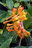 LONICERA MANDARIN