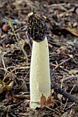 PHALLUS INPUDICUS